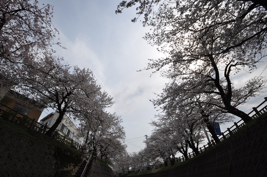 ２０１３年春、さくら・桜・サクラ_a0022350_11535912.jpg