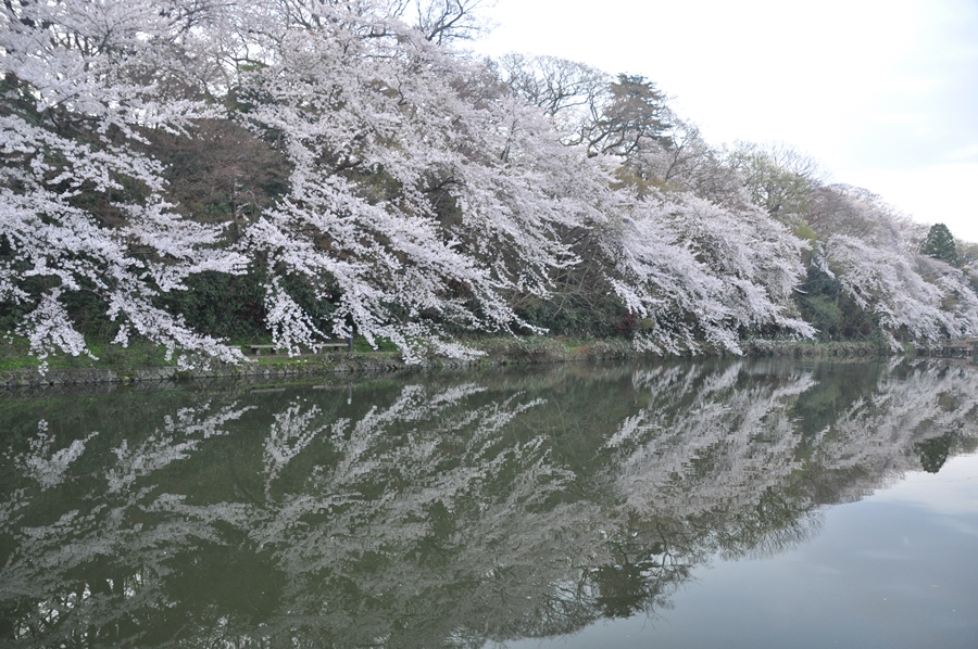 ２０１３年春、さくら・桜・サクラ_a0022350_123593.jpg