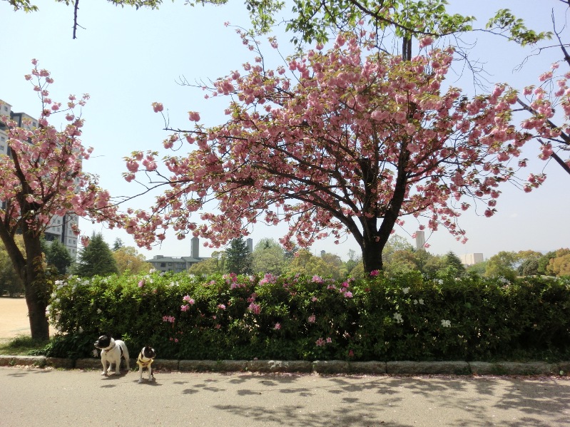 お墓参りと八重桜のお花見散歩_d0155952_11363431.jpg