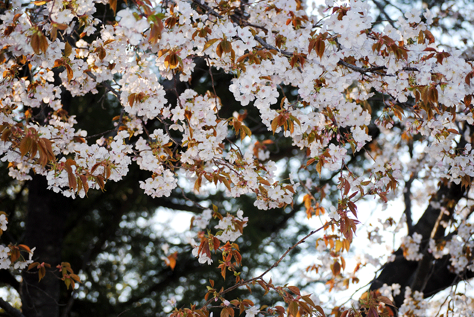 4月21日　山桜花_a0001354_22323111.gif