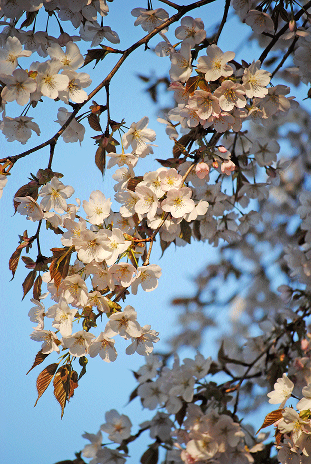 4月21日　山桜花_a0001354_2233419.gif