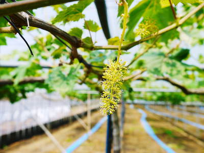熊本ぶどう 社方園 ぶどうの花見たことあります?_a0254656_16154369.jpg