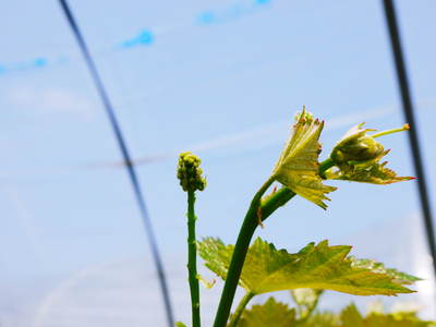 熊本ぶどう 社方園 ぶどうの花見たことあります?_a0254656_17155399.jpg