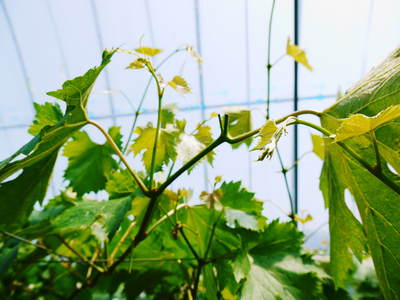 熊本ぶどう 社方園 ぶどうの花見たことあります?_a0254656_17304278.jpg