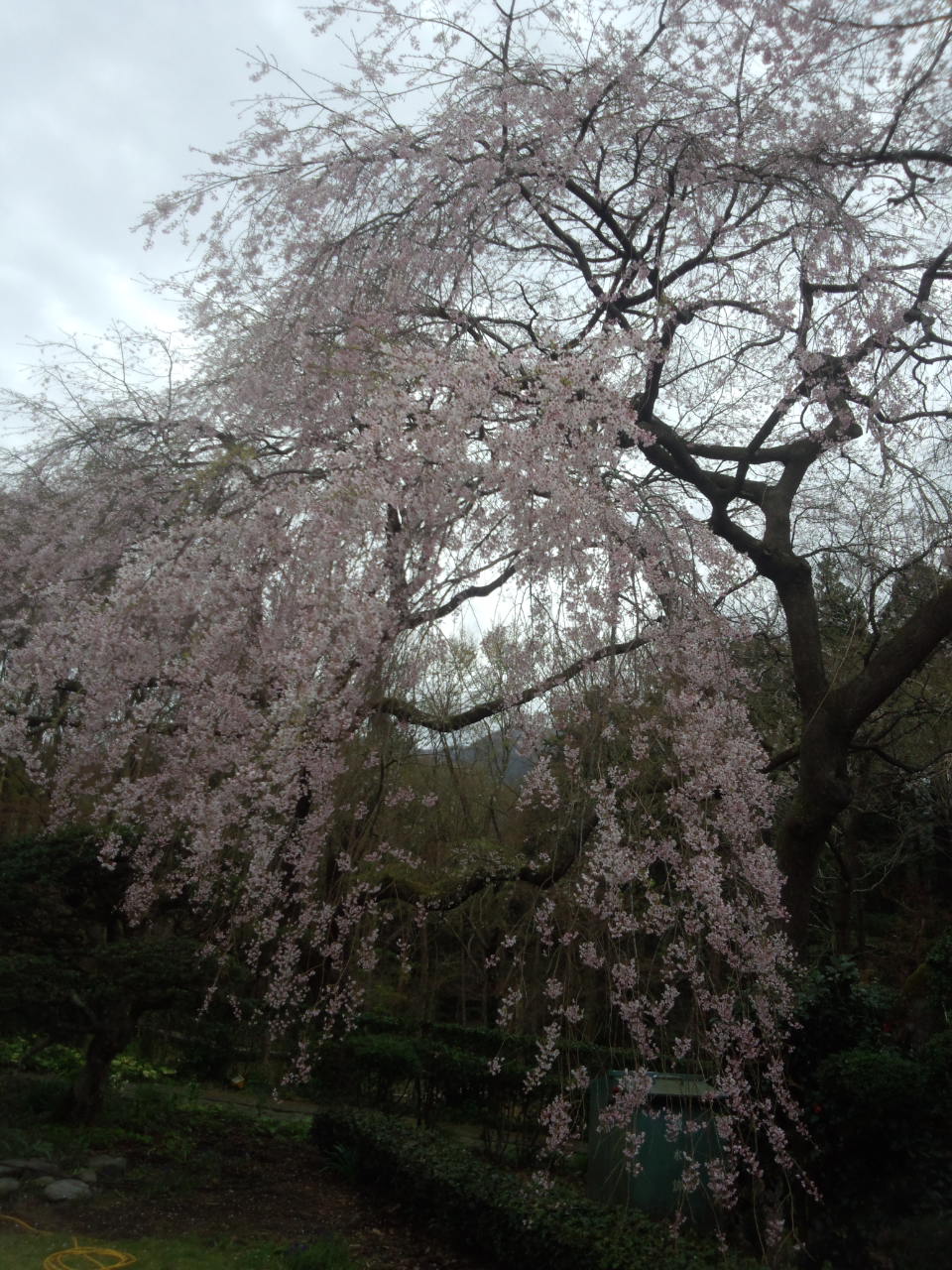 秩父宮記念公園の桜まつり_f0082659_23154221.jpg