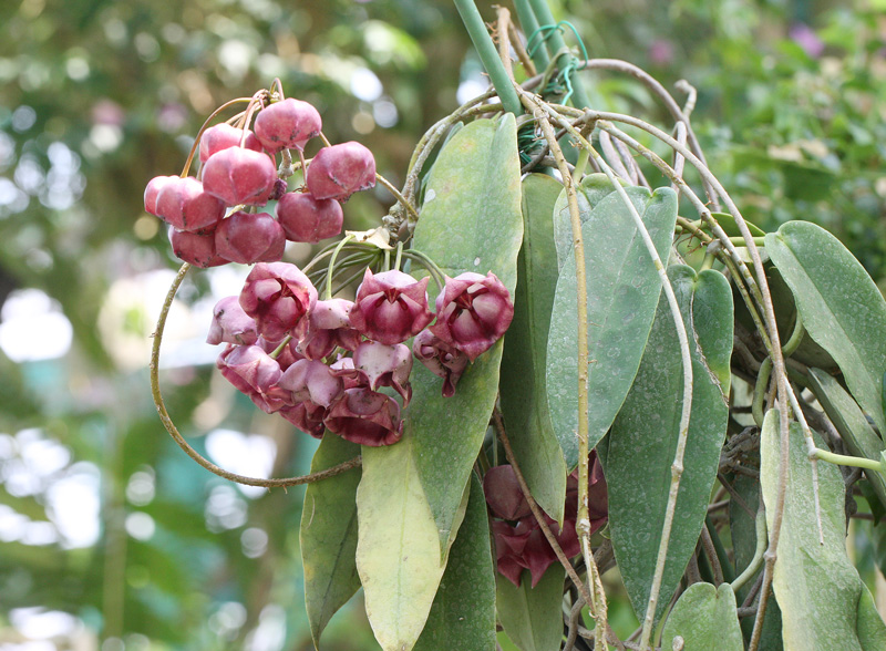 ホヤ・アルクボルディアーナ Hoya archboldiana : 鳥平の自然だより 