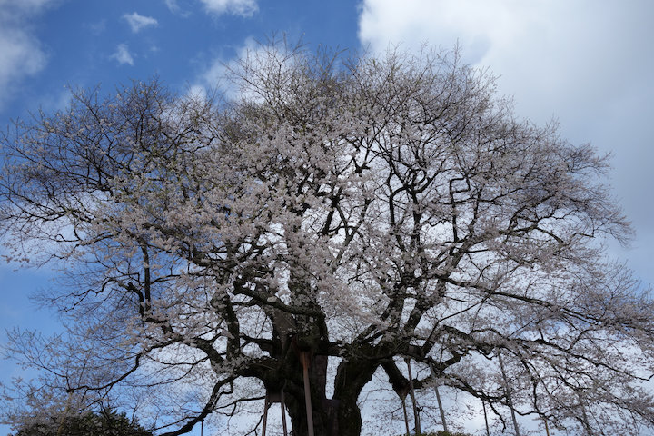 醍醐桜　また今年も_c0178561_14182465.jpg