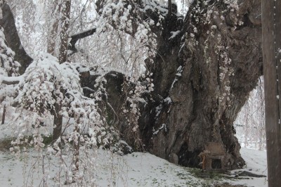 ２０１３．４月　滝桜・雪　（4/21）_e0170863_21174655.jpg