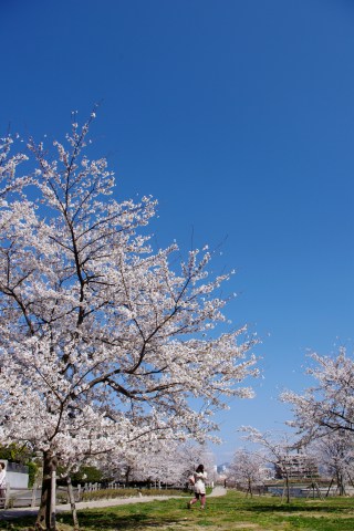 福島へ桜めぐりの旅 ～ その２、郡山編_e0045768_20364224.jpg