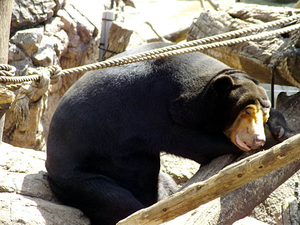 眠る動物シリーズ、第13弾４日目。_d0138170_436454.jpg