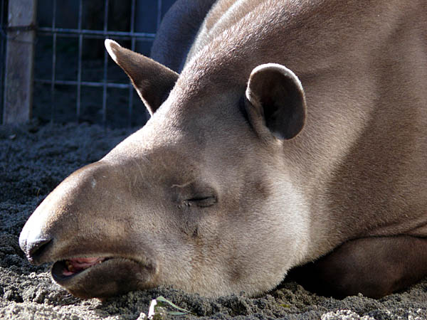 眠る動物シリーズ、第13弾１０日目。_d0138170_4571895.jpg