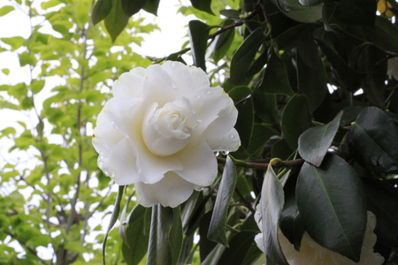 八重の白花椿_a0107574_16235698.jpg