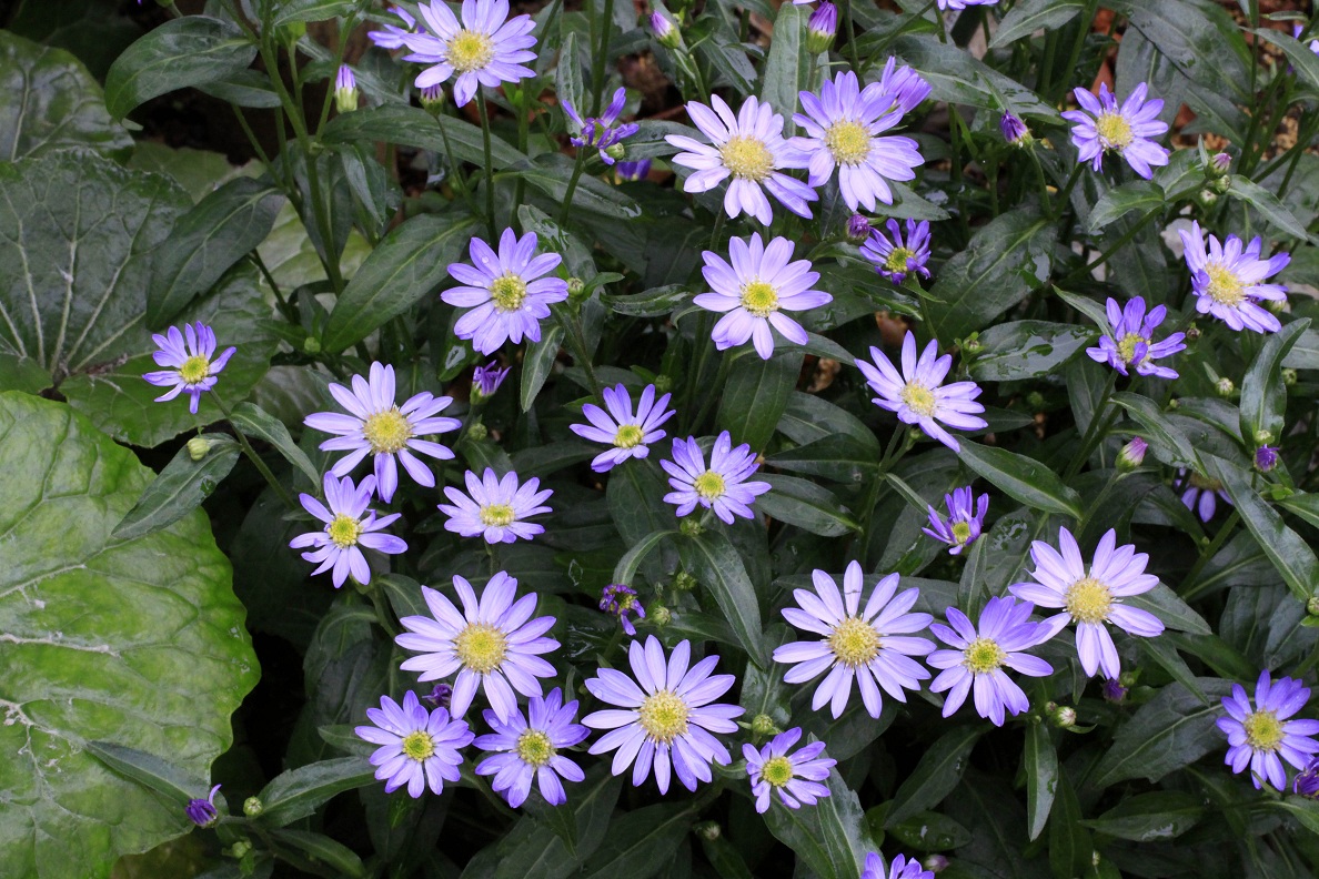 八重の白花椿_a0107574_16241476.jpg