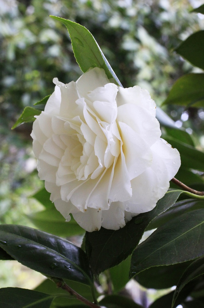 八重の白花椿_a0107574_16244336.jpg