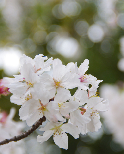 千鳥が淵の桜_c0126477_0183983.jpg