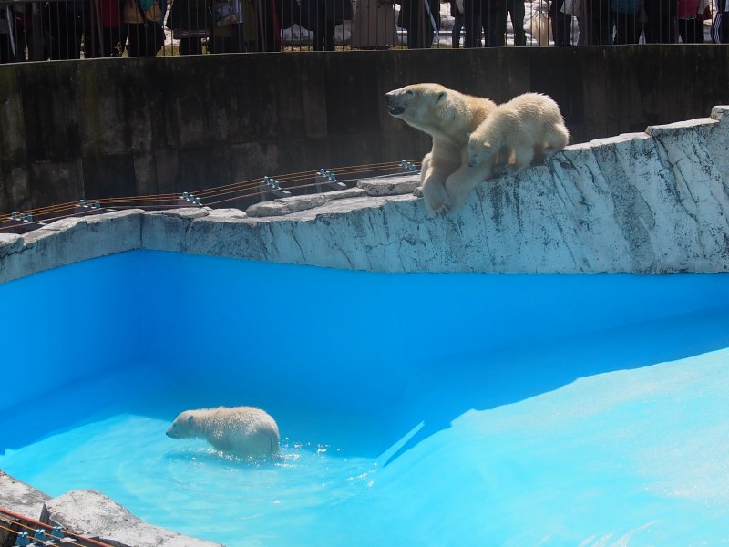 円山動物園、北極熊双子ちゃん初泳ぎ　０４２０_c0183777_5435171.jpg