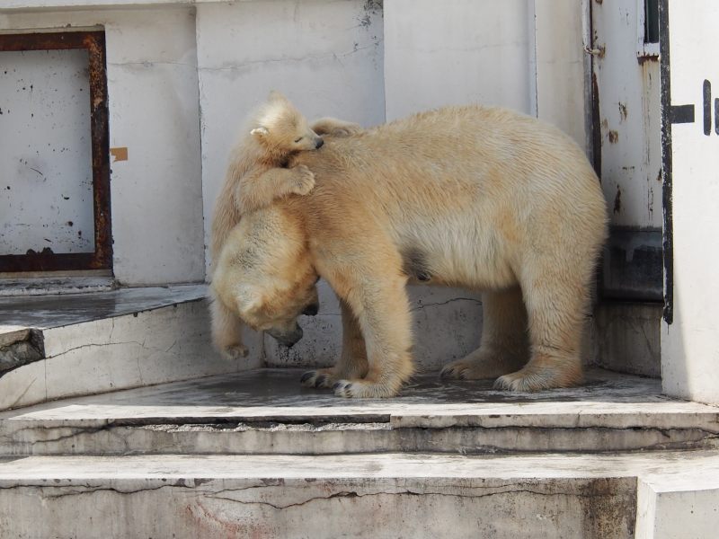 円山動物園、北極熊双子ちゃん初泳ぎ　０４２０_c0183777_545916.jpg