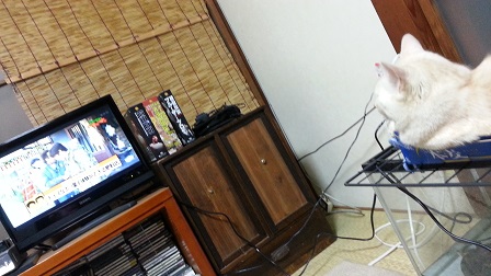 テレビネコ_f0228680_1433566.jpg