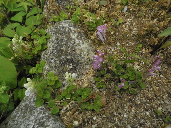 b0208981_7444348.jpg