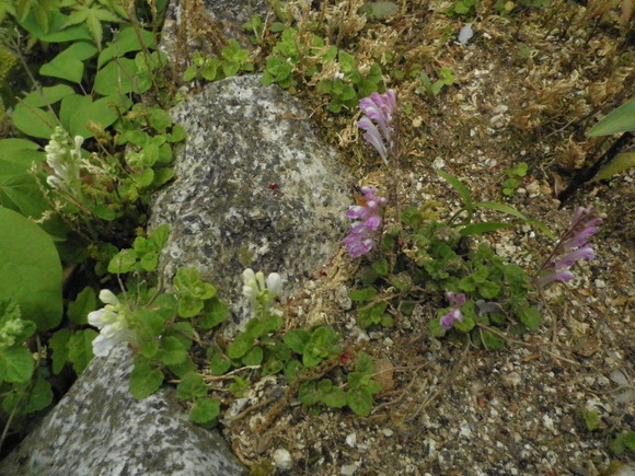 瞑想の道　花_b0208981_7444348.jpg