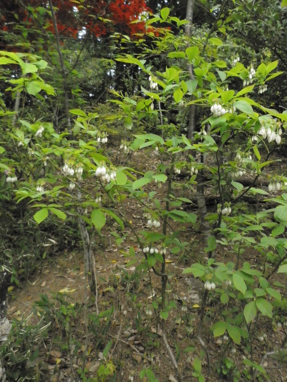 b0208981_7474116.jpg