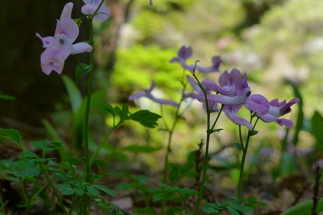 波瀬植物園_d0020784_1716126.jpg