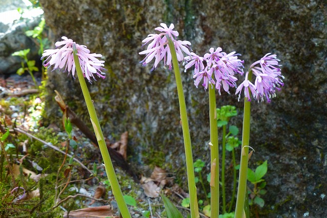 波瀬植物園_d0020784_17163178.jpg