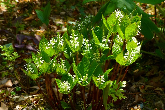 波瀬植物園_d0020784_1717263.jpg