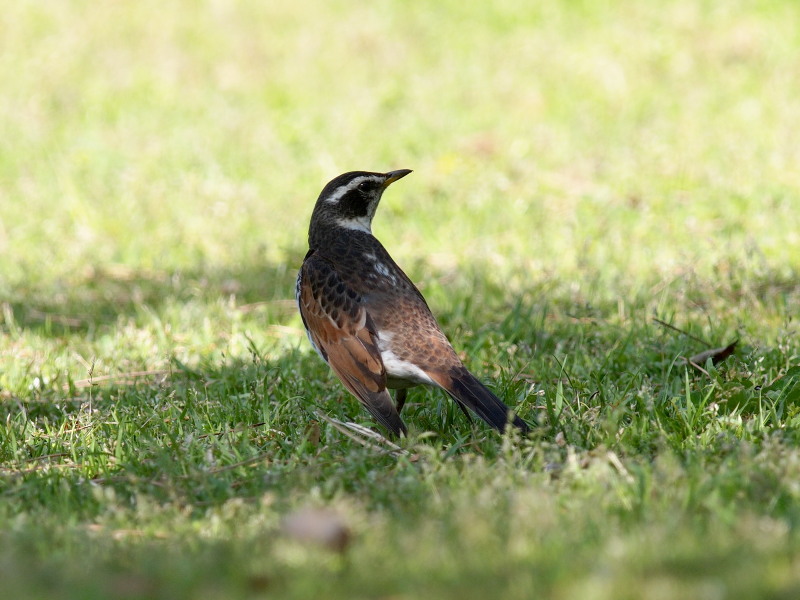 アカハラとツグミ＠江戸川_f0055184_17551994.jpg