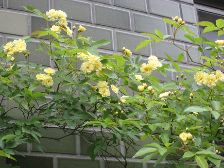 f0215785_11493992.jpg