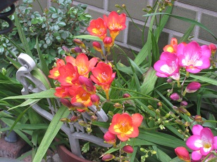 f0215785_11543666.jpg