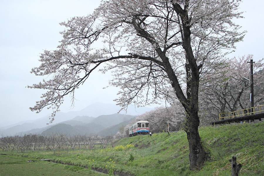 13.04.06：雨の中、樽見鉄道木知原駅で_c0007190_17371679.jpg