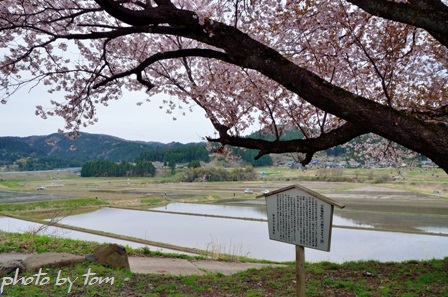 石休場安町の「手弱女桜」_b0155692_1513170.jpg