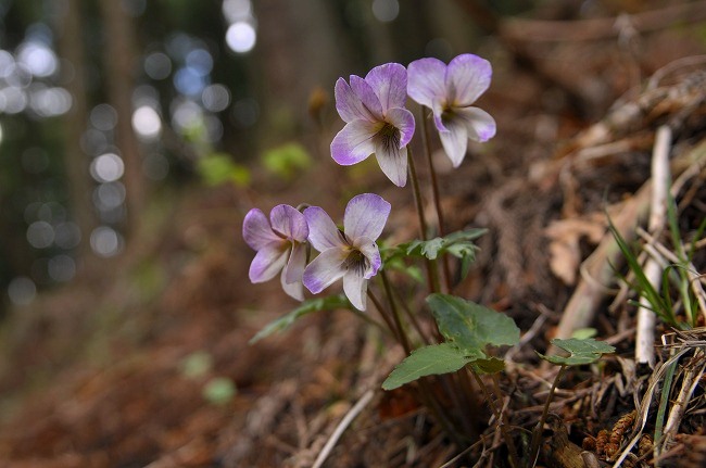 週末はスミレに会いに No2　「外秩父山系 丸山山麓の森から」_b0255992_0314.jpg