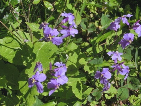 4月18日・19日と49年ぶりに寒さだそうだ。近所の早くなった花の数々。_e0159192_17231398.jpg