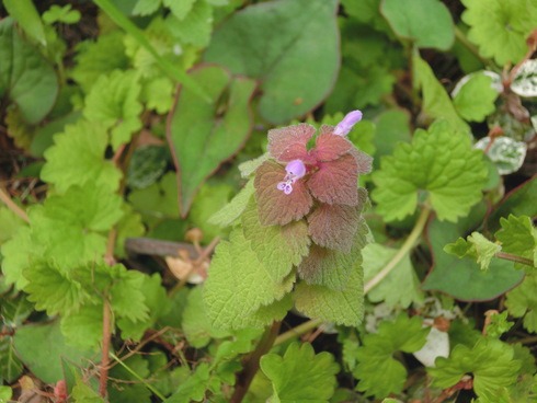 4月18日・19日と49年ぶりに寒さだそうだ。近所の早くなった花の数々。_e0159192_17234523.jpg