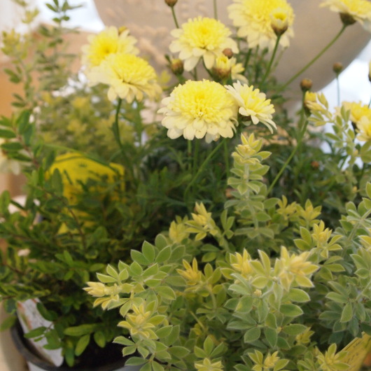 寄せ植え用の葉物植物ー第2弾_a0292194_17285419.jpg