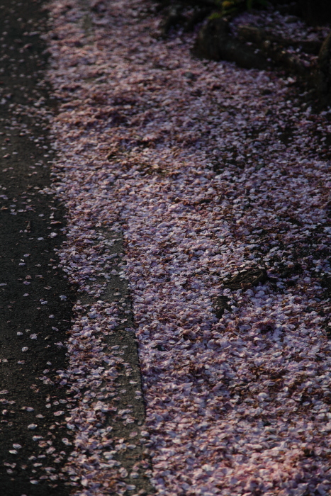 桜の落とし物_e0135098_855161.jpg