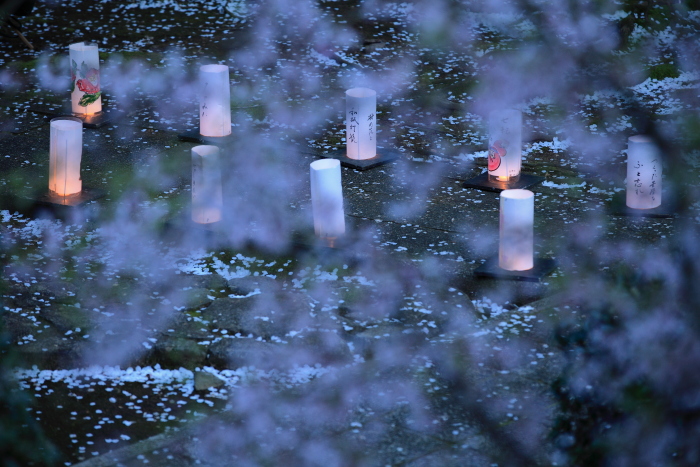 桜の落とし物_e0135098_861286.jpg