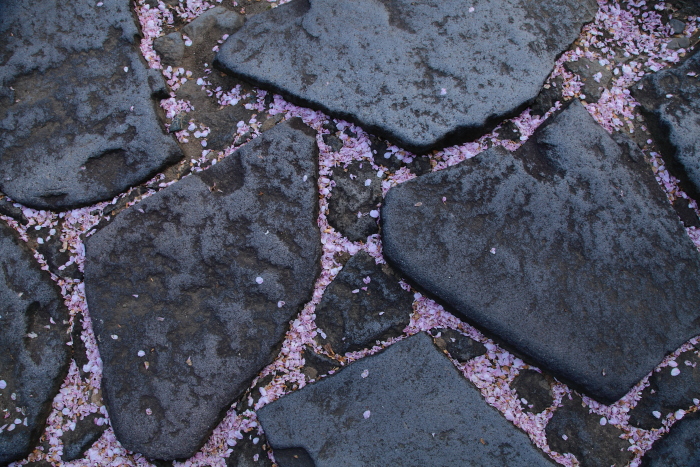 桜の落とし物_e0135098_86232.jpg