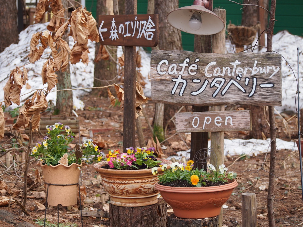 ビオラ・パンジー植えました。十勝の春は一気に花が咲き始めます。_f0276498_210816.jpg