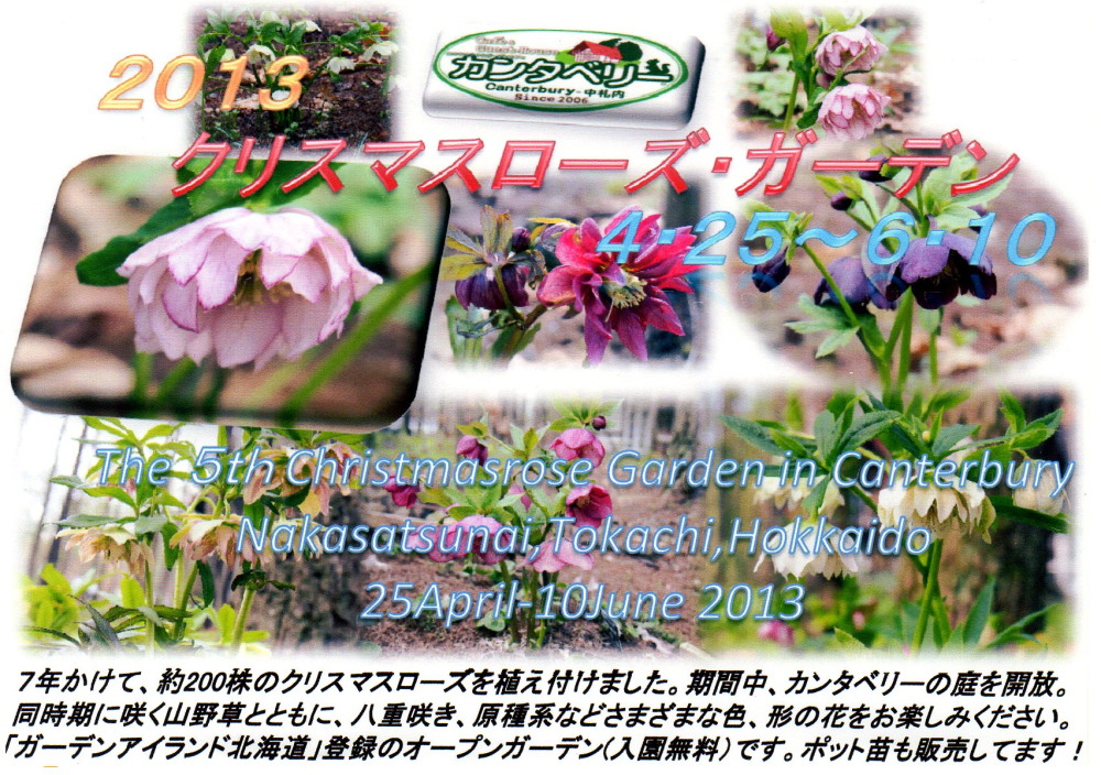 ビオラ・パンジー植えました。十勝の春は一気に花が咲き始めます。_f0276498_2144990.jpg