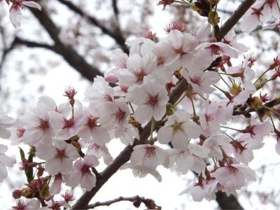 小諸市懐古園の桜の開花情報（平成２５年４月７日ソメイヨシノ開花より４月２８日まで）_e0304702_12193413.jpg