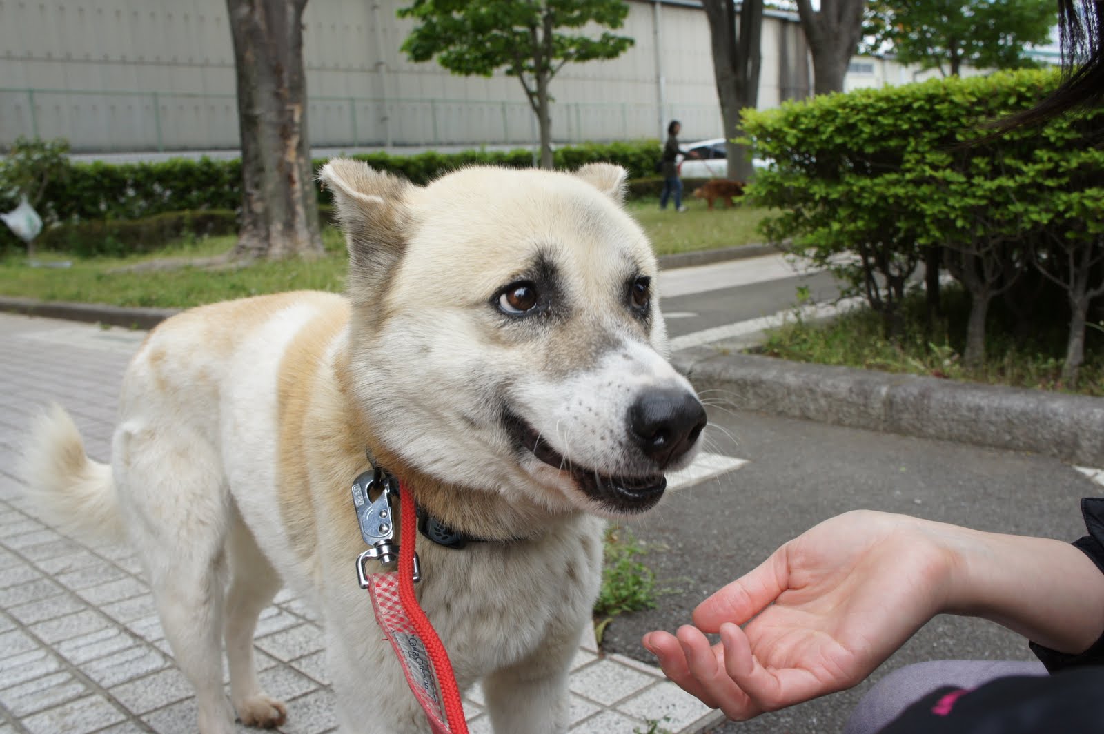 4月１９日お散歩報告_a0285205_14485994.jpg