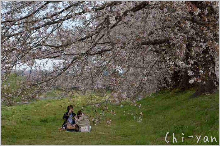 宮城大河原 「一目千本桜」_e0219011_16144652.jpg