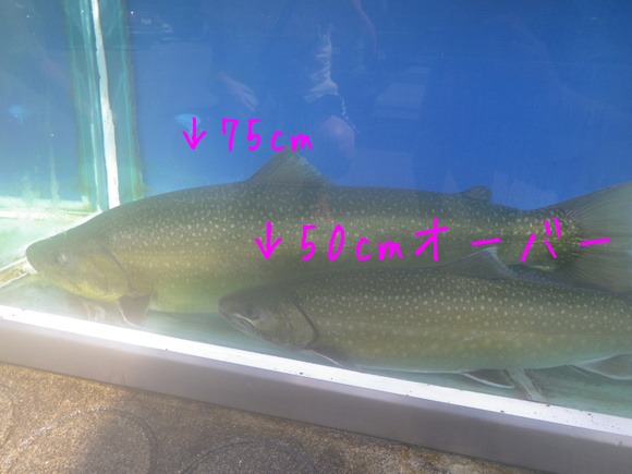 75cmの巨大イワナ@魚沼漁協管轄 只見川大鳥ダム : 魚沼トラウト 75cmの巨大イワナ@魚沼漁協管轄 只見川大鳥ダム : 魚沼トラウト