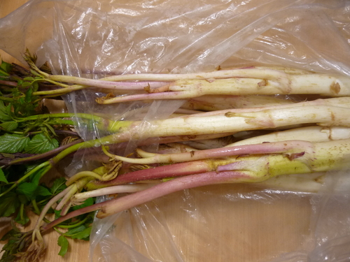 ウド_f0206213_14563453.jpg