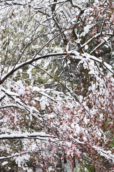 ♪　春なのに・・・・光城山花桃　♪_e0242721_97074.jpg