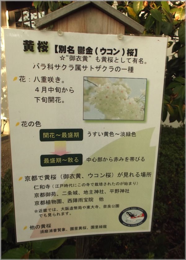 「京都・伏見・中書島~黄色い桜のある風景」_d0133024_9433022.jpg