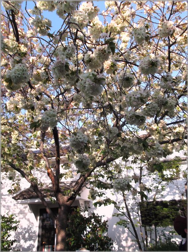 「京都・伏見・中書島~黄色い桜のある風景」_d0133024_9435053.jpg